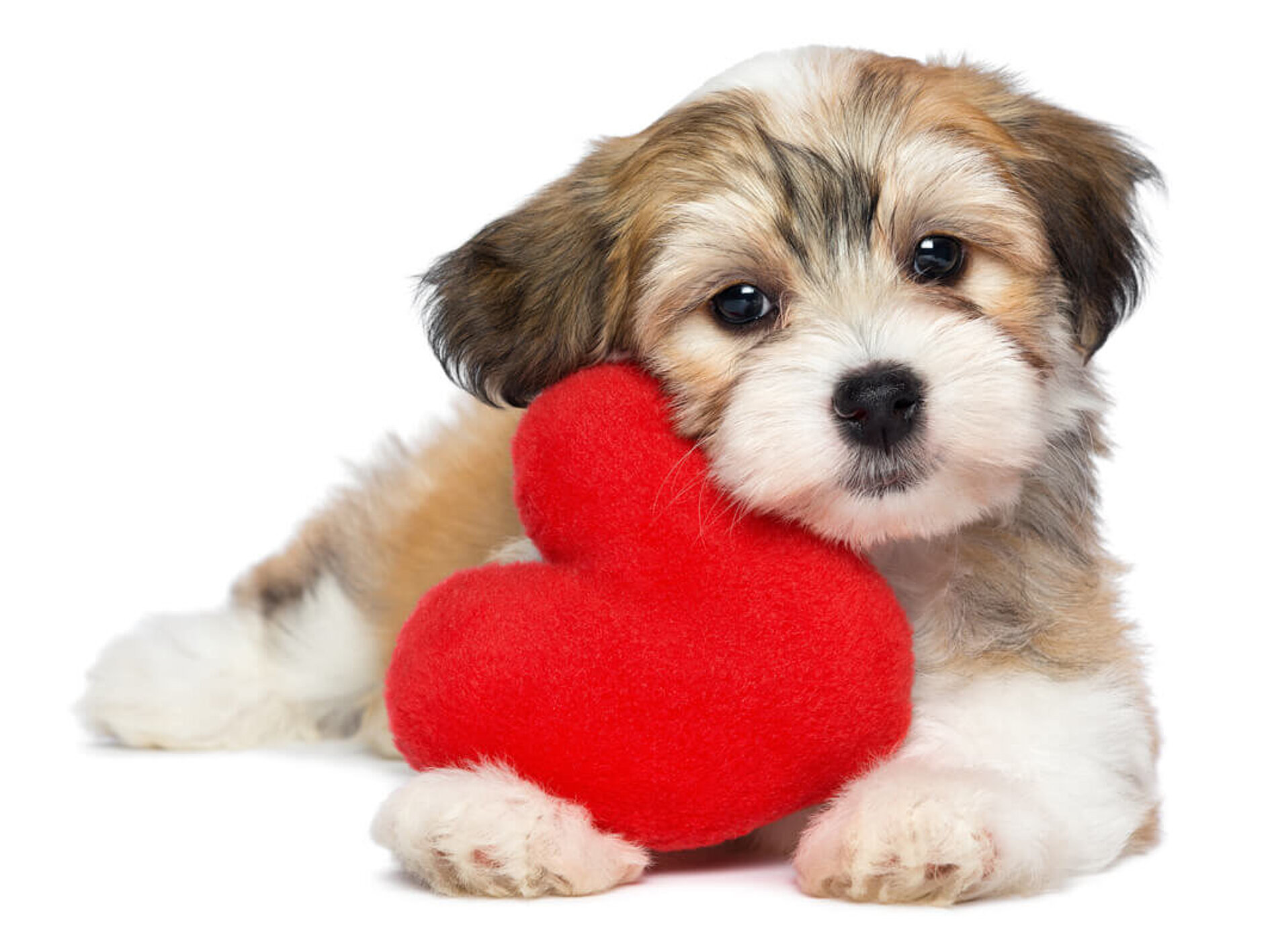Hund mit Herzkissen