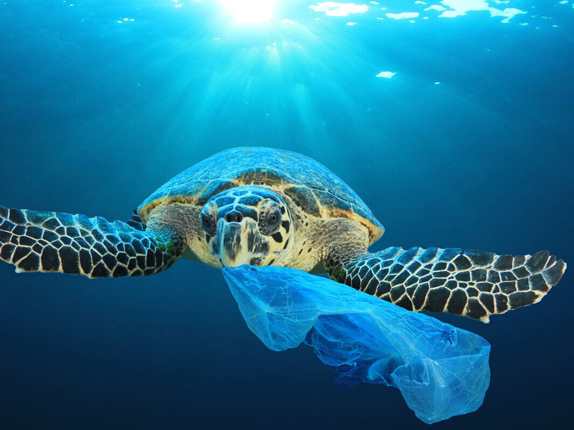 Schildkröte mit Plastik