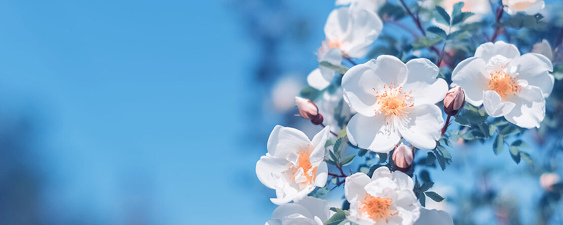 Weisse Blume mit blauem Himmel